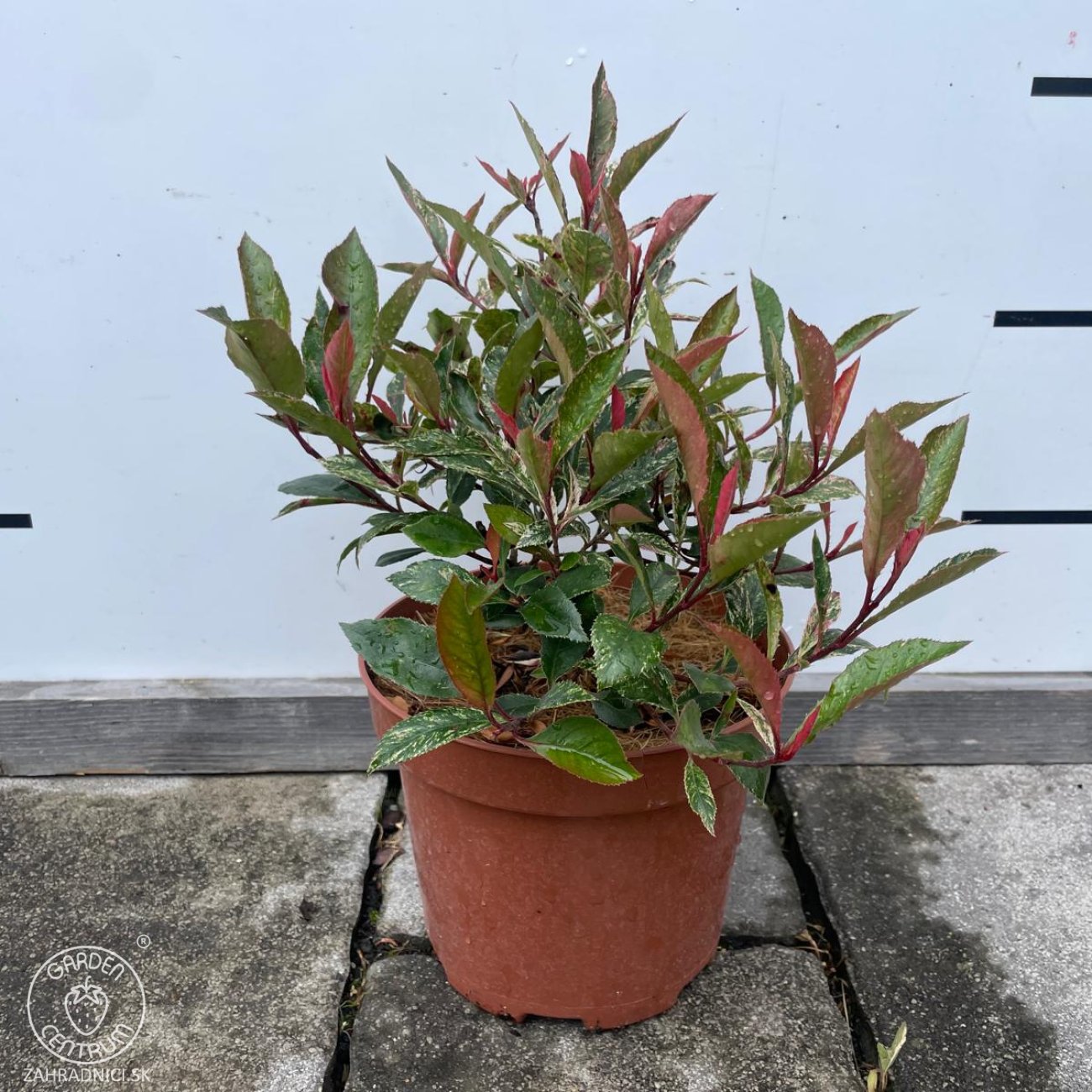 Obrázok Červienka Fraserova (Photinia × fraseri) ‘LITTLE FENNA’ - výška 15-25, kont. C2L